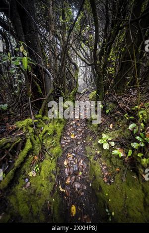 Schmaler Wanderweg durch nebeligen Regenwald, dichte Vegetation, Poas Nationalpark, zentrale Hochländer, Provinz Alajuela, Costa Rica, Mittelamerika Stockfoto