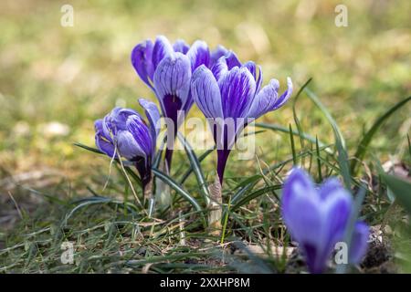 Nahaufnahme von blühenden blauen Krokussen, Crocus, auf einer Wiese im Garten Stockfoto