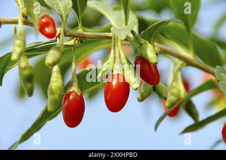 Goji-Beere, Goji-Beere 08 Stockfoto