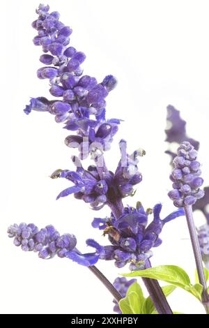 Salbei oder Waldsalbei (Salvia nemorosa) Stockfoto