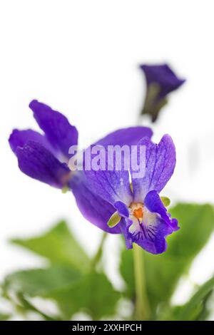 Viola odorata (Viola Odorata), Nahaufnahme Stockfoto