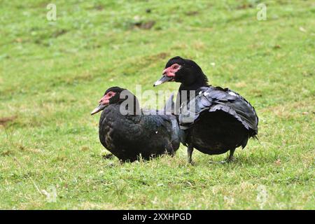 Zwei heimische Moschusente. Warzige Enten auf einer Farm Stockfoto