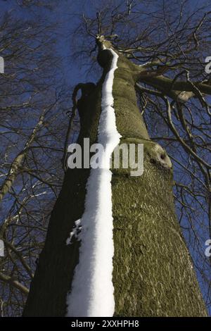 Schneestreifen auf einer Kupferbuche Stockfoto