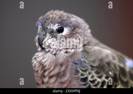 Bourke's Sittich Stockfoto