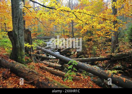 Kleine Ohe im Herbst. Kleine Ohe im Herbst. Nationalpark Bayerischer Wald Stockfoto