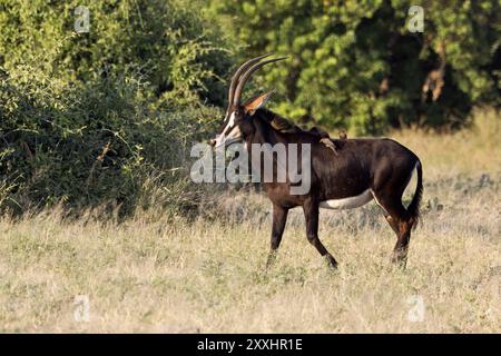 Die seltene Zabenantilope im Chobe-Nationalpark in Botswana Stockfoto
