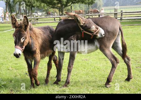 Esel und Maultier Stockfoto