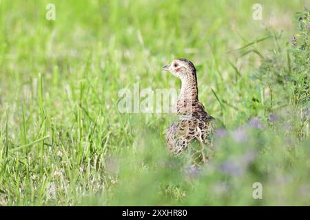 Junger gemeiner Fasan auf einer Wiese in schweden im Herbst. Junger Fasan in Schweden im Herbst Stockfoto