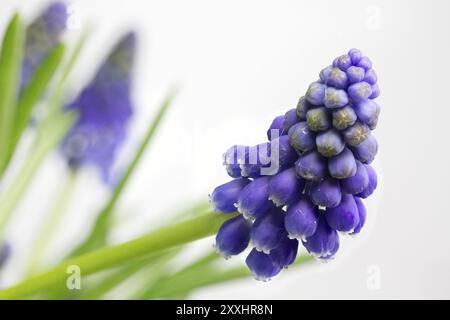 Zweifarbige Traubenhyazinthe Nahaufnahme Stockfoto