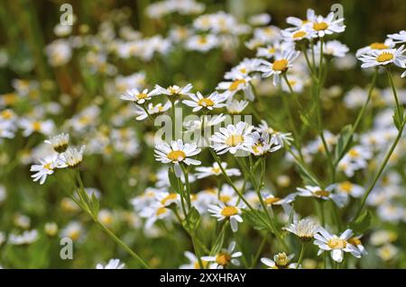 Die Heilpflanze Marienblatt, Tanacetum balsamita, die Kräuterpflanze Minzgeranie oder Tanacetum balsamita Stockfoto