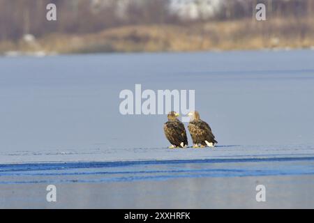 Erwachsener Seeadler im Winter auf dem Eis. Seeadler im Winter auf einem See Stockfoto