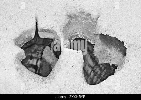 Birkenblätter im Schnee, Norrbotten, Lappland, Schweden, Juni 2017, Europa Stockfoto