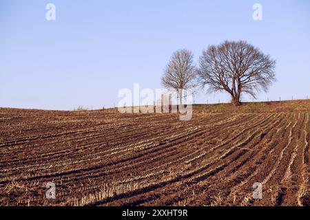 Blick auf das gepflügte Feld mit Bäumen am Horizont Stockfoto