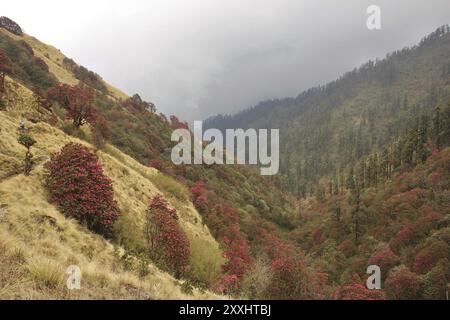 Farbenfroher Rhododendronwald in Isharu, Nepal. Frühlingsszene auf dem Weg von Tadapani nach Dobato Stockfoto