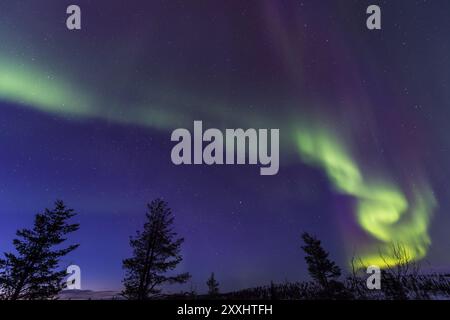 Nordlichter (Aurora borealis) über verschneite Landschaft, Gaellivare, Norrbotten, Lappland, Schweden, März 2013, Europa Stockfoto