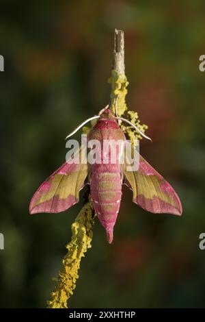 Kleine Elefantenfalke-Motte Deilephila porcellus, kleine Elefantenfalke-Motte Stockfoto