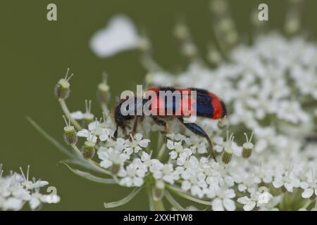 Bienenwolf, Trichodes apiarius, Käfer Stockfoto