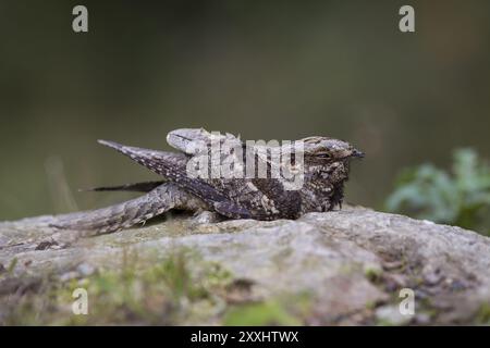 Nachtglas, Caprimulgus europaeus, Europäisches Nachtglas Stockfoto