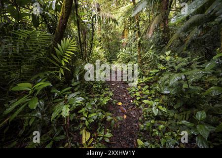 Schmaler Wanderweg im tropischen Regenwald, dichte grüne Vegetation, Laguna de Hule, Refugio Nacional de Vida Silvestre Mixto Bosque Alegre, Alajue Stockfoto