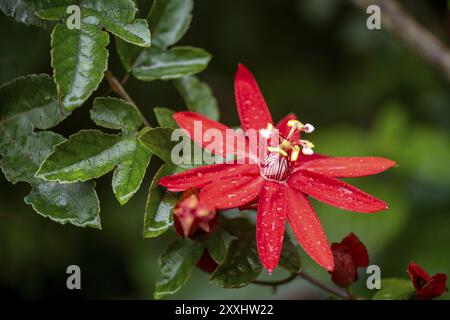 Blume einer roten Passionsblume (Passiflora vitifolia) im tropischen Regenwald, Provinz Alajuela, Costa Rica, Mittelamerika Stockfoto