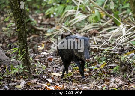 Pecari tajacu (Pecari tajacu) auf der Suche im Regenwald, Corcovado Nationalpark, Osa, Provinz Puntarena, Costa Rica, Zentralamerika Stockfoto