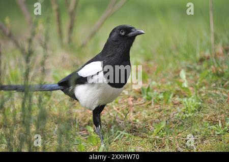 Eurasische Elster sucht nach Essen. Magpie sucht nach Essen Stockfoto