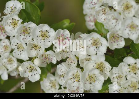 Blüten eines gewöhnlichen Weißdorns oder eines einsamen Weißdornstrauchs (Crataegus monogyna) Eingriffeliger Weissdorn, Crataegus monogyna Stockfoto