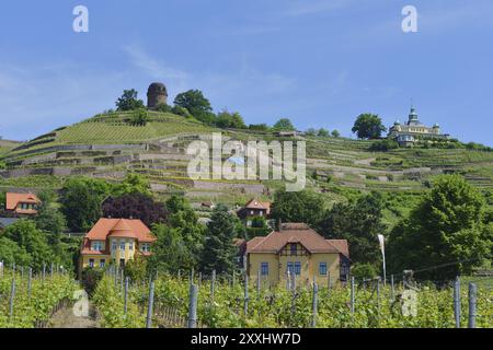 Blick auf die Weinberge von Radebeul. Weinberge in der Nähe von Radebeul, Dresden, Deutschland, Europa Stockfoto