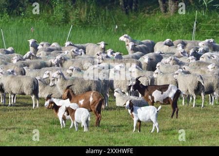 White Polled Heath und Boer Ziege im Biosphärenreservat Stockfoto