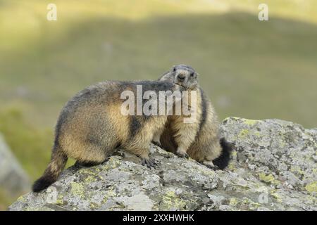 Murmeltiere, Marmota marmota, Nationalpark hohe Tauern, Österreich, Murmeltiere, Nationalpark hohe Tauern, Österreich, Europa Stockfoto