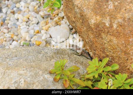 Junge Sandechse (Lacerta agilis) halbgewachsenes Exemplar. Junge Sandechse Stockfoto