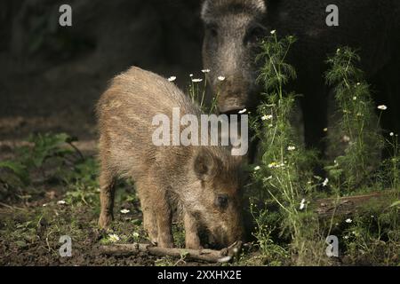 Wildschweine auf einer Blumenwiese Stockfoto