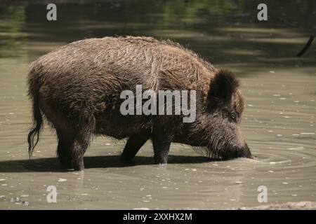 Wildschwein im Wasser Stockfoto