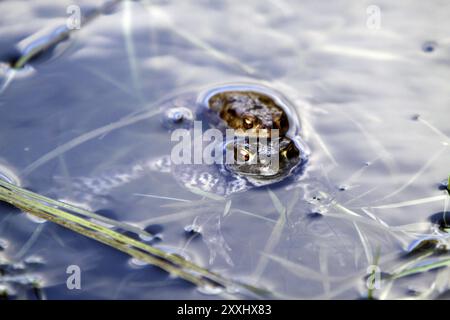 Laichzeit für die Kröte Stockfoto