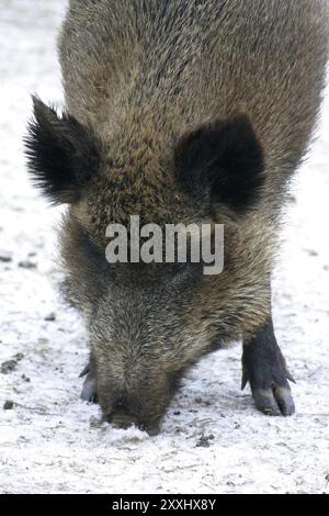 Wildschweine, die sich im Schnee graben Stockfoto