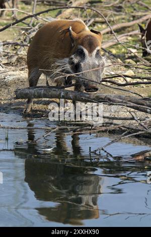 Gebürstetes Schwein an einem Wasserloch Stockfoto