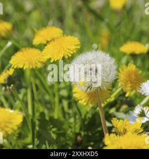 Löwenzahn, Löwenzahn 25 Stockfoto