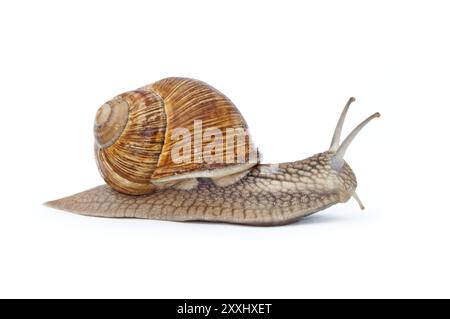 Nahaufnahme der Burgunderschnecke (römische), isoliert auf weißem Hintergrund Stockfoto