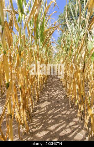 Landwirtschaftliche Schäden getrockneten Mais in der Sonne Stockfoto