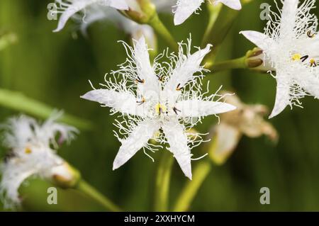 Bohnen, Buchbohnen, Fieberklee (Menyanthes trifoliata) Stockfoto