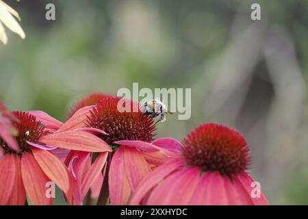 Hummel (Bombus), Echinacea, Pollen, Garten, die Hummel sucht nach Nahrung an der Blume der Echinacea. Sein Körper ist mit Pollen bedeckt Stockfoto