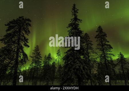 Nordlichter (Aurora borealis) über verschneite Landschaft, Gaellivare, Norrbotten, Lappland, Schweden, November 2012, Europa Stockfoto