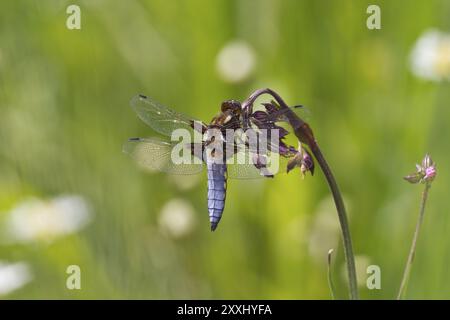 Flachbauchiger Verfolger, männlich, Libellula depressa, breitköpfiger Verfolger, männlich Stockfoto