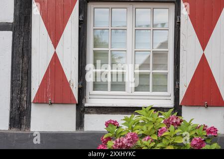 Fenster mit rot-weißen Fensterläden und einem Blumentopf mit blühender Hortensie darunter, ein rustikaler und ländlicher Anblick, Gemen, Münsterland, Deutschland, Europ Stockfoto