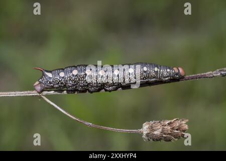 Bedstrohfalkmotte, Hyles Gallii, Bedstrohfalkmotte Stockfoto