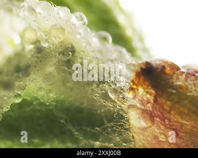 Kastanie, Rosskastanie (Aesculus hippocastanum), Details der Knospen, Harztröpfchen und feine Haare zum Schutz der jungen Triebe, Makrofoto Stockfoto