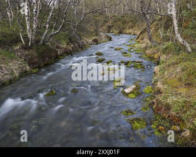 Hill Bachlauf, zwischen den Wäldern der Hairy Birch (Betula pubescens), Mai, Finnisch-Lappland Stockfoto