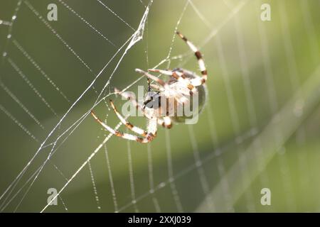 Vier-Punkte-Kreuzspinne in einem Netz Stockfoto