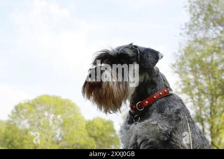 Porträt des Miniaturschnauzers im Park Stockfoto