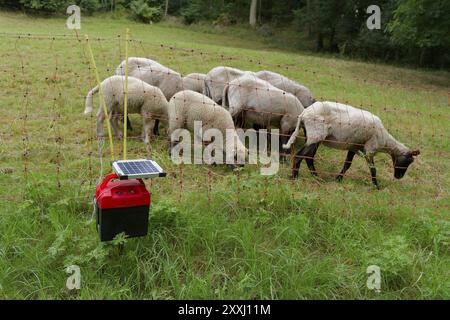 Elektroweidezaun, Elektrozaun, Weidewirtschaft, Schafzucht, Schafzucht, Schafe, Hirten, Solarenergie, Photovoltaik, Solarenergie, de Stockfoto